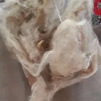 پشم