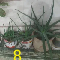 گل های طبیعی عزیز|گل و گیاه طبیعی|کامیاران, |دیوار