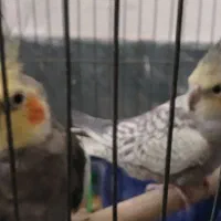 دو تا عروس هلندی نر  آماده خوشگل