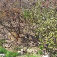 فروش باغستان سیاه میوه در پلنگان|فروش زمین و ملک کلنگی|نیریز, |دیوار