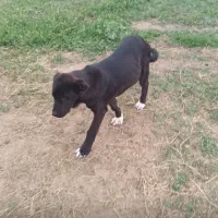 واگذاری توله سرابی ۵ماهه ماده