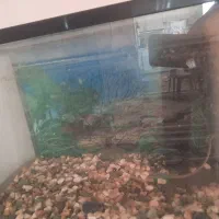 آکواریوم شیشه خم با تمام وسایل مورد نیاز و پایه|ماهی|کرج, باغستان|دیوار