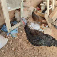 یک عدد بوقلمون ماده|حیوانات مزرعه|یزد, |دیوار