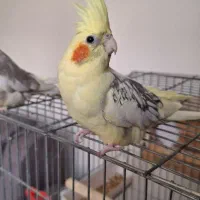 عروس هلندی نرو ماده اماده تخم گذاری|پرنده|اسلامشهر, شهرک سعیدیه|دیوار