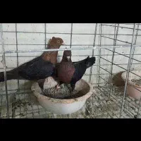 کبوتر آرشینگل مولد با جوجه دونخور