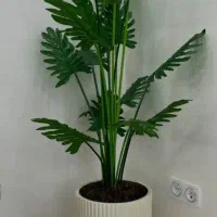 درختچه
