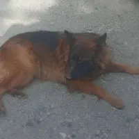 سگ ژرمن مو بلند اصلی ماده|سگ|تربتحیدریه, ده پائین|دیوار