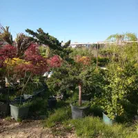 پاپایا افراسرخ افراقرمز نهال افرا درخت قرمز ژاپنی