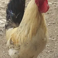 خروس لری اصیل قلم سبز|حیوانات مزرعه|مبارکه, |دیوار