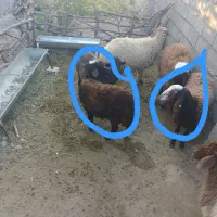 بره همو قزل افشار ۳و۴قلوزا