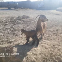 بزغاله|حیوانات مزرعه|کنگاور, |دیوار