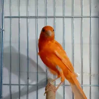 قناری نر قرمز  مست مست