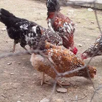 تخم مرغ گلین ۷رنگ خالدار اصیل|حیوانات مزرعه|آمل, |دیوار