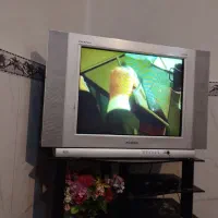 تلوزیون بیست نه