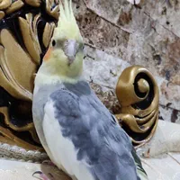 عروس هلندی گمشده،پونک جنوبی،بلوارعدل اشرفی اصفهانی|حیوانات|تهران, پونک|دیوار