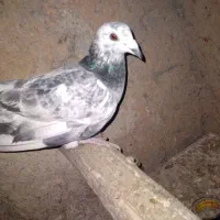 کبوتر|پرنده|گل تپه, |دیوار