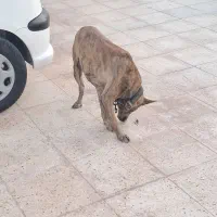 سگ نر ۵ساله مخصوص نگهبانی باهیچ حیونی کار نداره|سگ|بندرلنگه, |دیوار