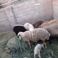 میش وبره