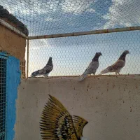 سرور ساعت سنگین|پرنده|مبارکه, |دیوار