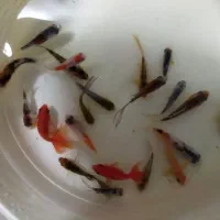 ماهی کوی گلدفیش سیچیلاید