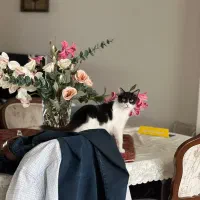 واگذاری رایگان گربه دوساله ماده