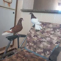 کبوتر شهری خوش قیمت|پرنده|کوهمره, |دیوار