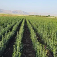 نهال بادام شناسنامه دار|خدمات باغبانی و درختکاری|شیراز, زرهی|دیوار