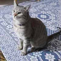 گربه گمشده باقلاده آبی