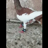 کفتر بوم