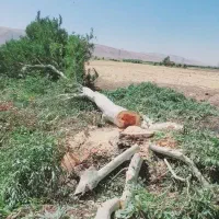 خریدار چوب درخت با بالاترین قیمت|خدمات باغبانی و درختکاری|سرپل ذهاب, |دیوار