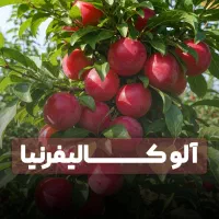 نهال آلو صادراتی، سرمایه‌گذاری مطمئن و سودده