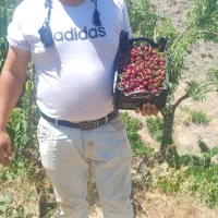 نهال فروشی رضادرخشان ارقام گردو بادام هلونهالستان|گل و گیاه طبیعی|زاینده رود, |دیوار