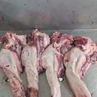 فروش عمده زبان گوشت مغز پاچه بناگوش گوساله
