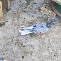 کوهی دم سفید ماده|پرنده|اهواز, ۳۰ متری|دیوار