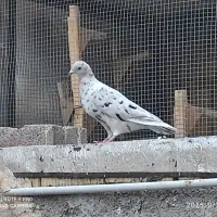معاوضه|پرنده|شیراز, پودنک|دیوار