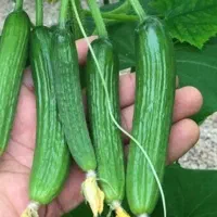 خیار مخصوص خیارشور