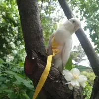 جفت عروس هلندی