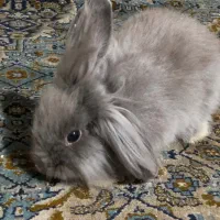 خرگوش لوپ رنگ خاص