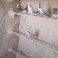 کفتر گرفتنی|پرنده|قم, شاه سید علی|دیوار