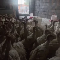 فروش جوجه بوقلمون بیوتی ۴۰روزه وزن ۲ کیلو|حیوانات مزرعه|گلی داغ, |دیوار