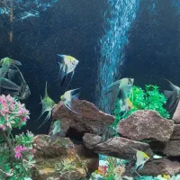 آکواریوم خوشکل پسند