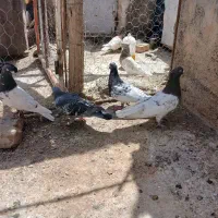 کبوترکله ای