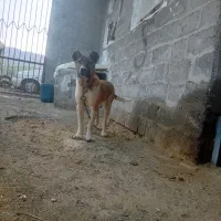 واگذاری‌سگ