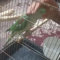 جوجه شاه طوطی نر