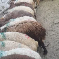 پخش گوسفند زنده شبانه روزی