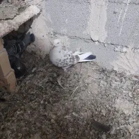 کفتر|پرنده|اردبیل, |دیوار