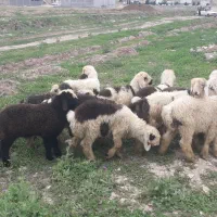 فروش بره نر