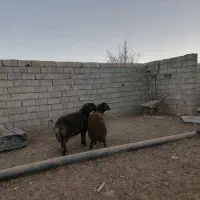 دوعدد بره نر هترو|حیوانات مزرعه|تربت جام, جلگه موسی آباد|دیوار