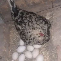 تخم نطفه دار مرغ زینتی