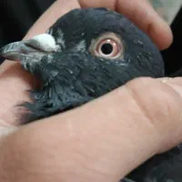 کفتر سینه کاکل ملاقی